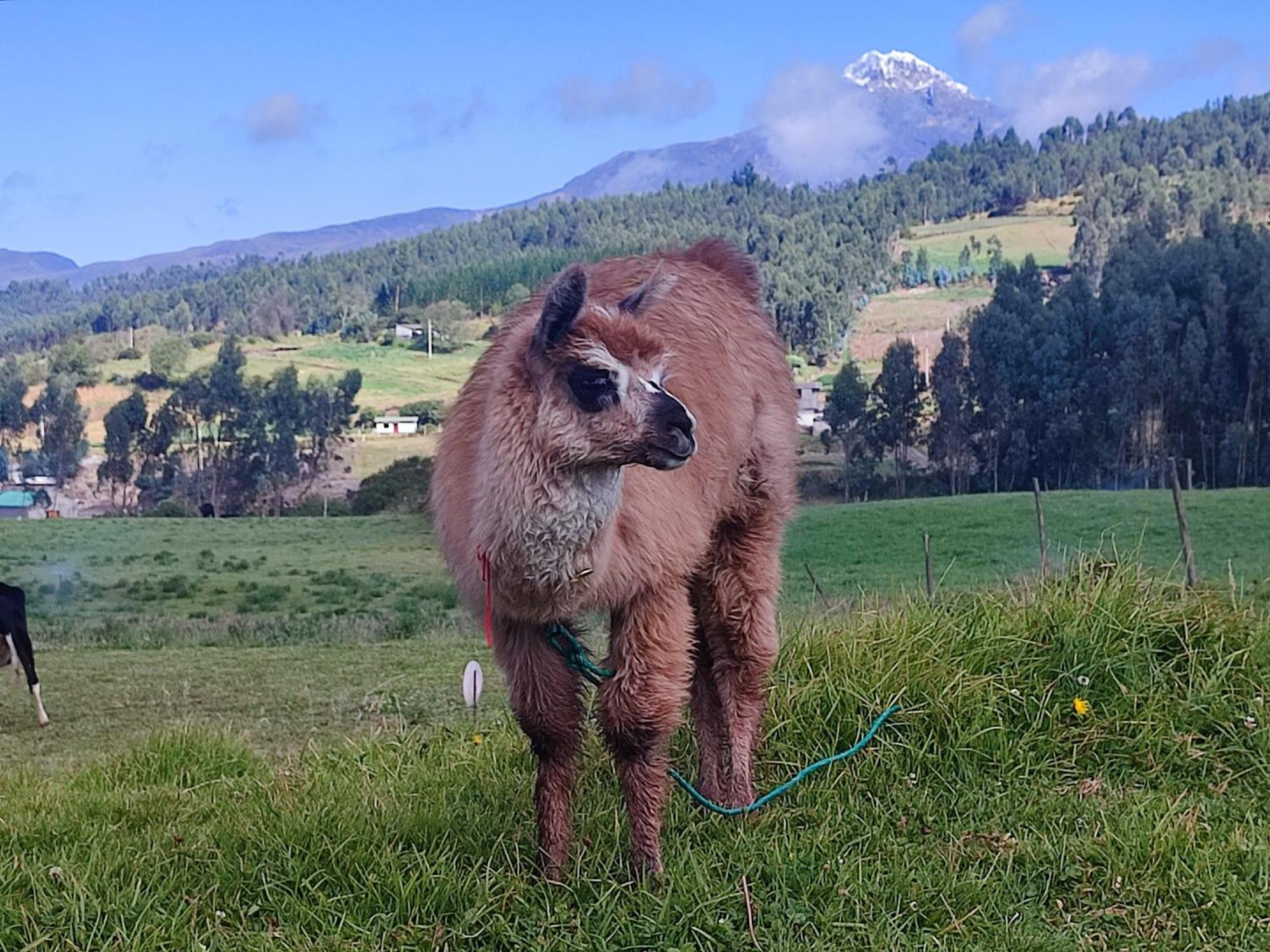 Cuscungo Cotopaxi Hostel & Lodge Chasqui 외부 사진